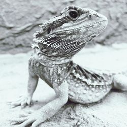 Close-up of lizard