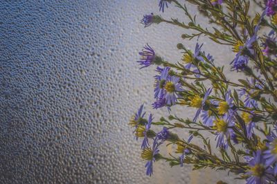 Close-up of purple flowers blooming outdoors