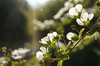 Close-up of white flowers blooming on tree