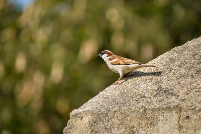 Close-up of sparrow perching on rock