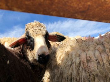 Close-up portrait of cow