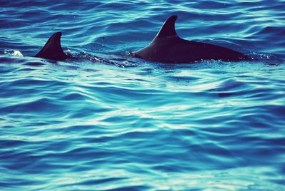 Close-up of whale swimming in sea