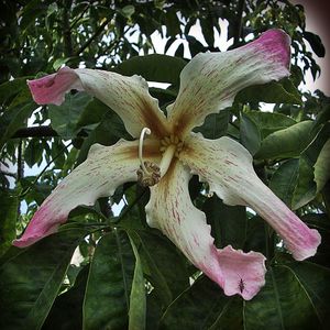 Close-up of pink flowers