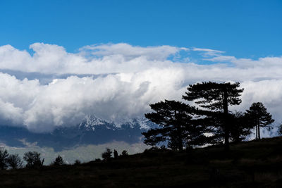 Low angle view of silhouette trees against sky