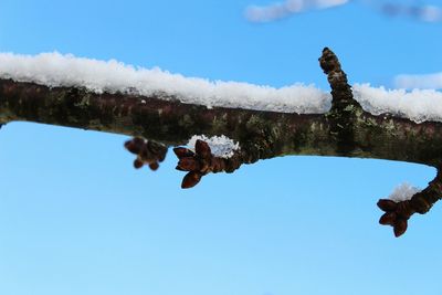 Low angle view of bird against sky