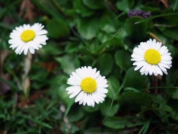 Close-up of white daisy flower on field