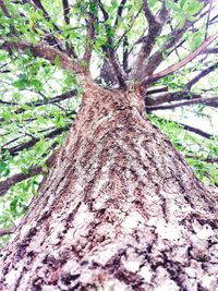 Low angle view of tree