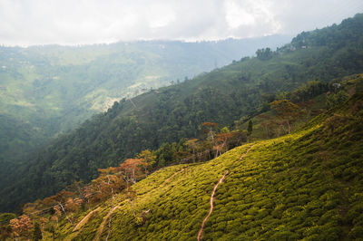 Scenic view of green landscape and mountains