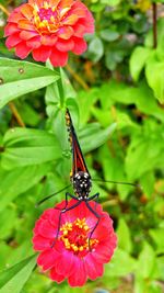 Close-up of butterfly on red flower