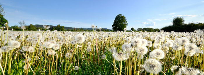 Panoramic view of flowering plants on field against sky