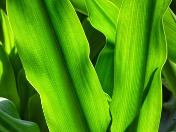 Full frame shot of green leaves