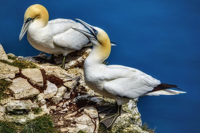 White bird perching on blue sky