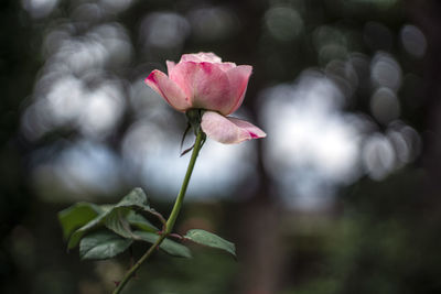 Close-up of pink rose