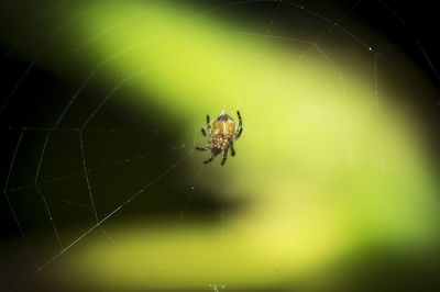 Close-up of spider on web