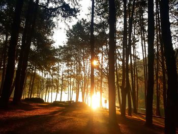 Sunlight streaming through trees in forest