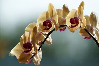 Close-up of yellow orchids blooming outdoors