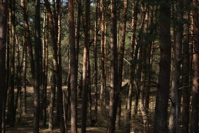 Trees in forest