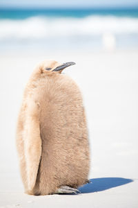 View of an animal on beach