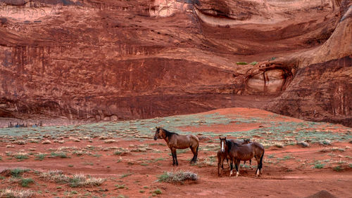 Wild horses in monument valley