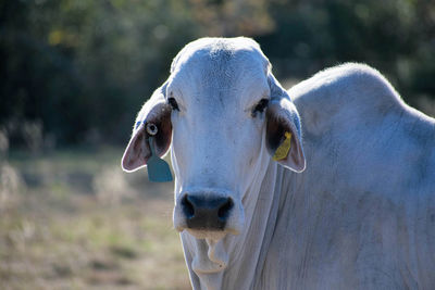 Close-up portrait of cow