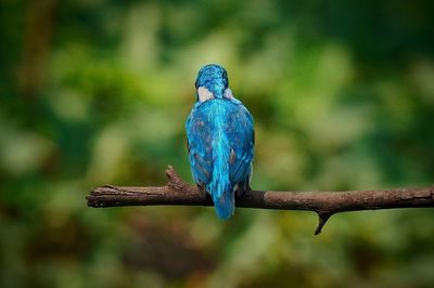 Alcedo coerulescens or the small blue kingfisher, a beautiful bird is perched