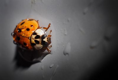 High angle view of ladybug