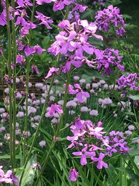 Close-up of pink flowering plants