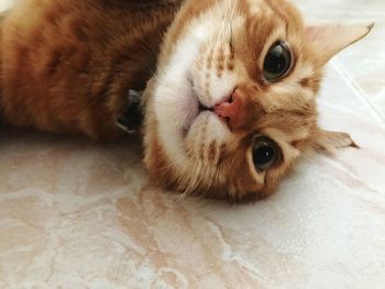 Portrait of ginger cat lying down