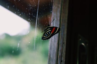 Close-up of spider on web