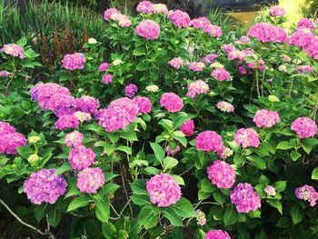 Close-up of pink flowers blooming outdoors