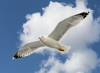 Low angle view of seagull flying