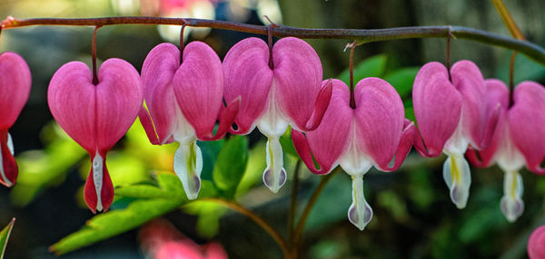 Close-up of pink flowers blooming outdoors