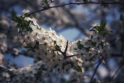 Low angle view of cherry blossom tree