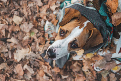 High angle portrait of a dog