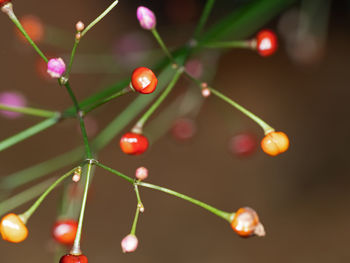 Close-up of wet red plants