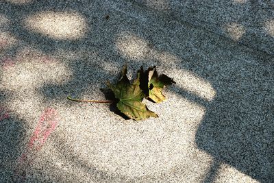 High angle view of leaf on road