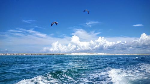 Birds flying over sea against blue sky