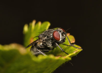 Close-up of fly