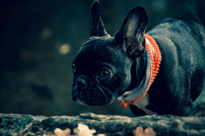 Close-up of a dog looking away