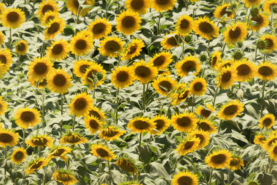 Close-up of sunflowers blooming outdoors