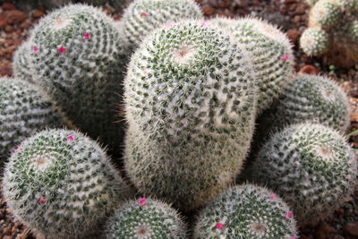 Full frame shot of cactus