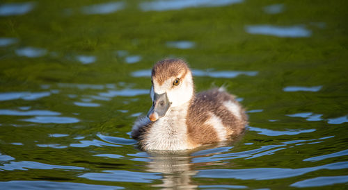 Duck in a lake