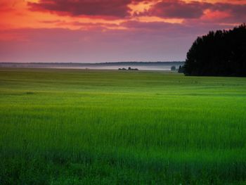 Scenic view of agricultural field against sky during sunset