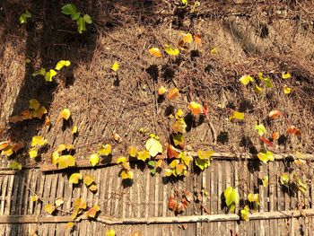 High angle view of yellow flowering plant on tree