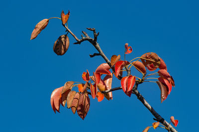 Low angle view of plant against clear blue sky