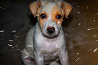 Close-up portrait of dog