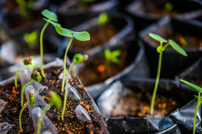 Close-up of plant growing on field