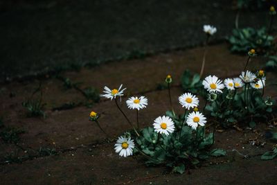 High angle view of daisy flowers