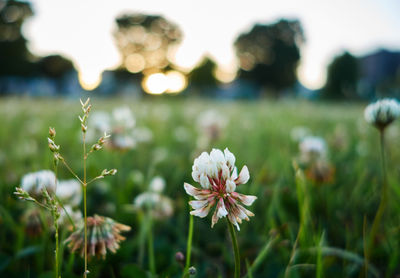 Close-up of flowers blooming outdoors