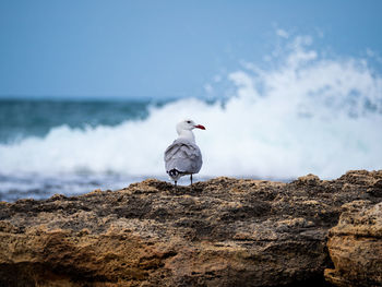 Seagull perching on rock by sea against sky